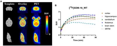 Decreased synaptic vesicle glycoprotein 2A binding in a rodent model of familial Alzheimer's disease detected by [18F]SDM-16